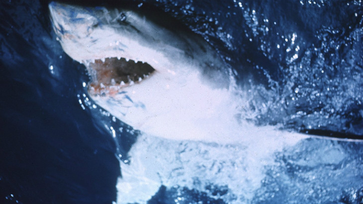 o tubarão steven spielberg