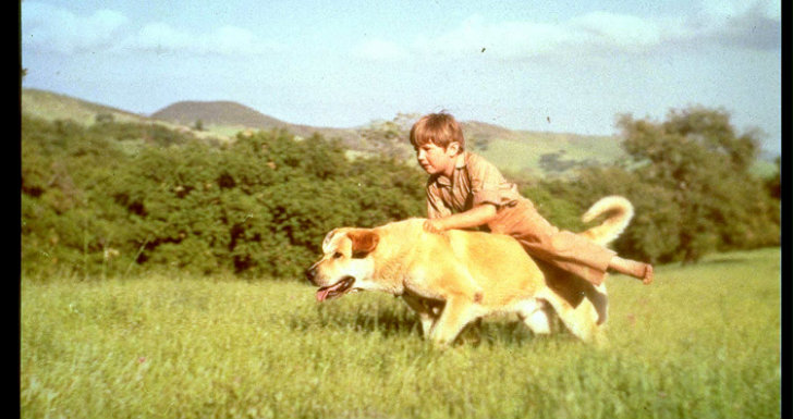 o rapaz e o cao filmes para chorar