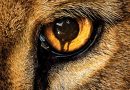 zoo