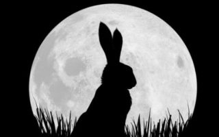 Watership Down