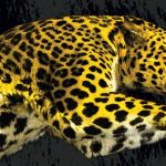 festival de locarno