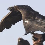 a caçadora e a águia the eagle huntress