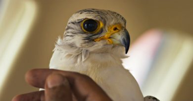 critica the challenge indielisboa