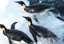 a marcha dos pinguins l'empereur