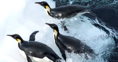 a marcha dos pinguins l'empereur
