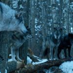 Game of Thrones, Guerra dos Tronos, Maisie Williams, Nymeria, Arya Stark, Bryan Cogman, HBO