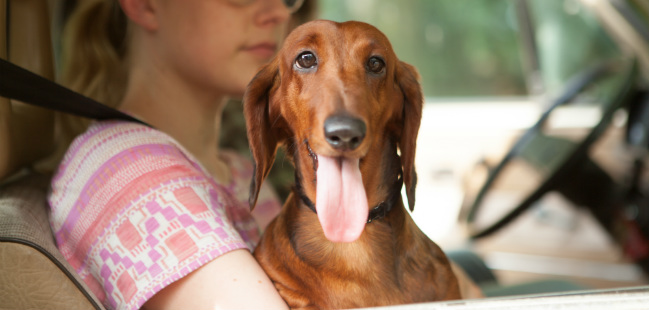 wiener dog