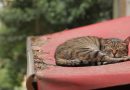 gatos