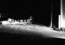 Cloud Nothings - Last Building Burning (2018)