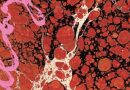 Iceage - Beyondless