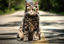 Pet Sematary
