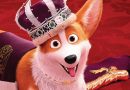 Cai na Real Corgi