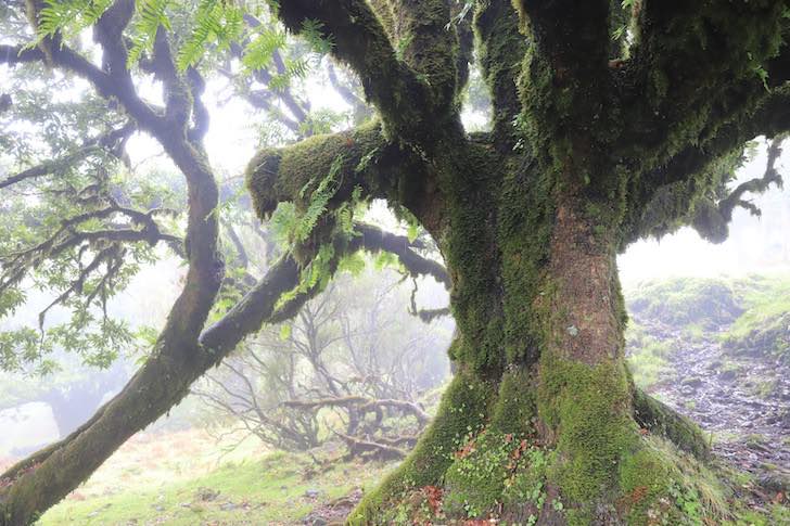 Madeira Fantastic Film Fest