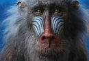the lion king rafiki