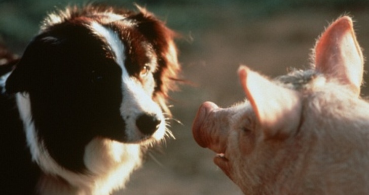 Dia Mundial do animal