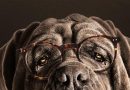 Mon Chien Stupide