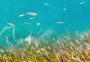 Ocean alive