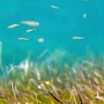 Ocean alive