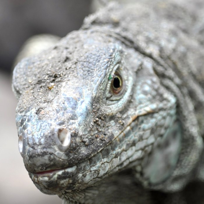 komodo dragon bora lá