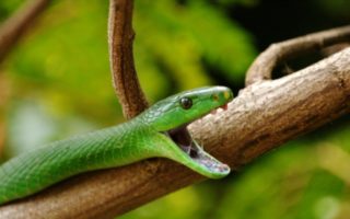 nat geo wild