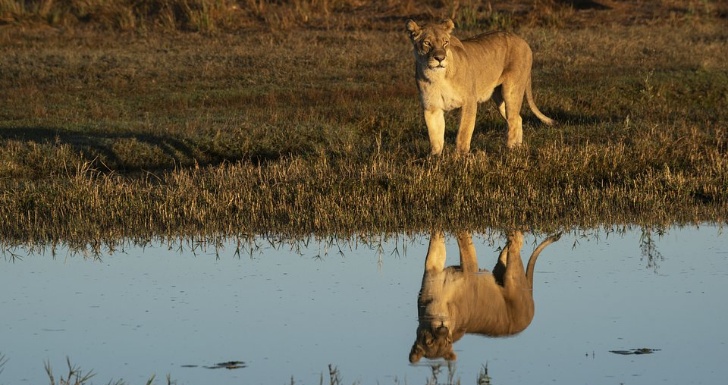 dia da terra Okavango