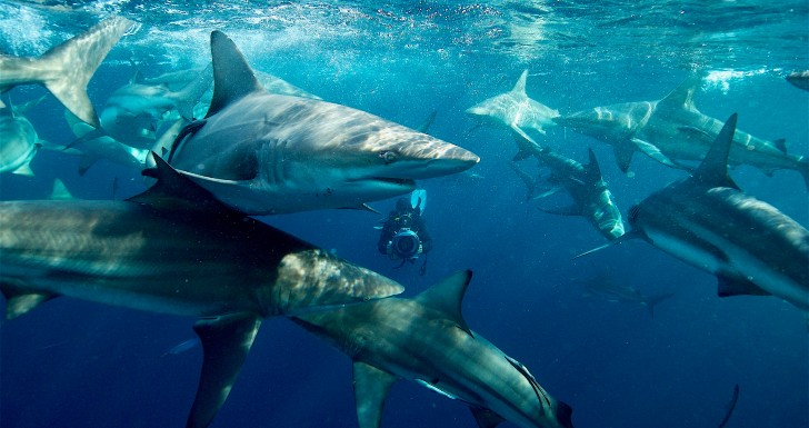 National Geographic Sharkfest