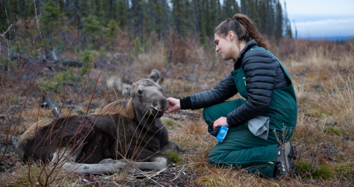 Yukon Vet