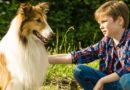 Lassie de Volta a Casa