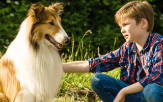 Lassie de Volta a Casa