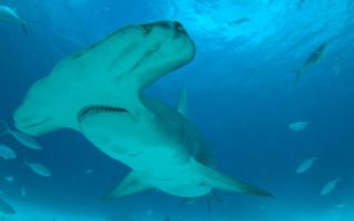 Sharkfest