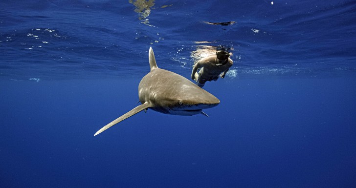 World's Deadliest Shark