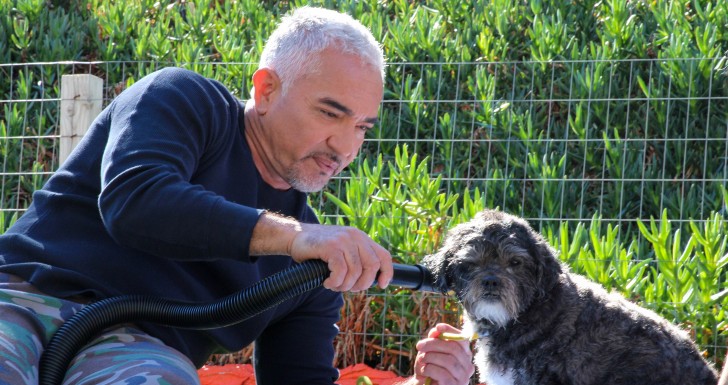 Cesar Millan