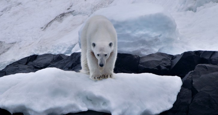 Nat Geo Wild