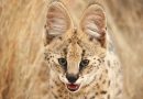 Nat Geo Wild
