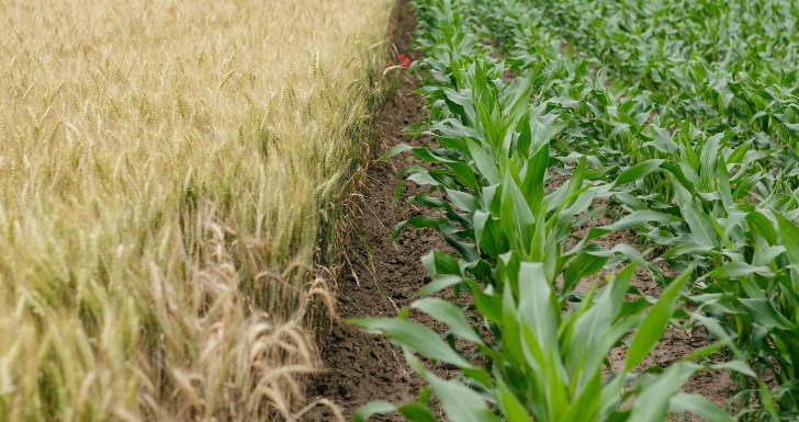 Agricultura Kiss the Ground