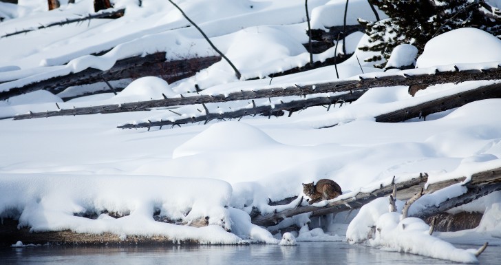 Alaska Animal Rescue