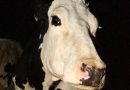 Vaca