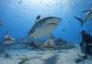 Sharkfest National Geographic