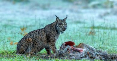 Montado: O Bosque do Lince Ibérico