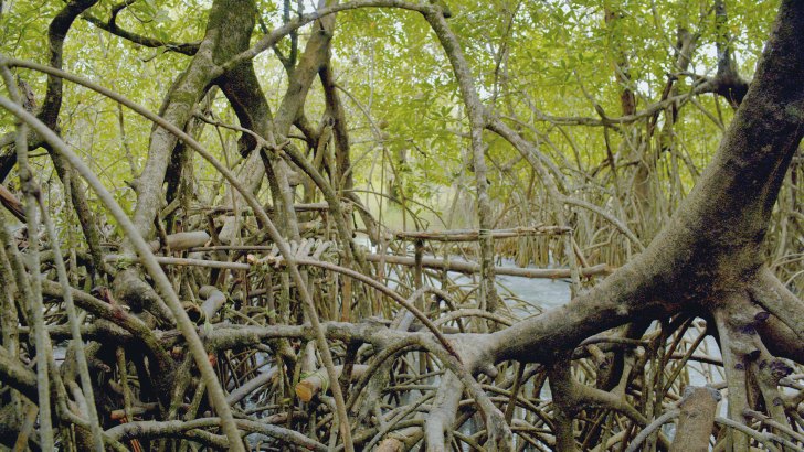 mangrove school skola di tarafe critica porto post doc