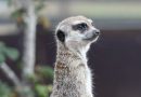 Suricata