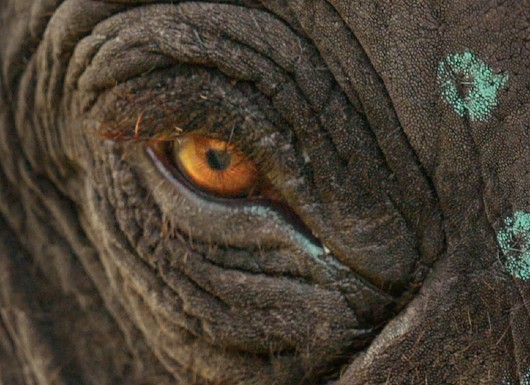 ELEPHANT WHISPERERS Raghu, O Elefante Adotado