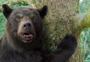 O Urso do Pó Branco