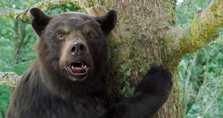 O Urso do Pó Branco