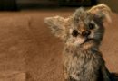 Chupacabra