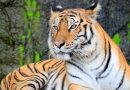 Tigre Nat geo National Geographic