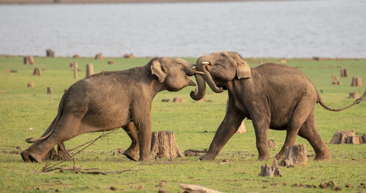 Secrets of the Elephants