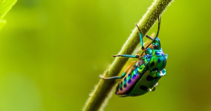 Bichos Zangados