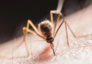 Descobre se as aplicações contra mosquitos resultam mesmo