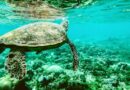 National Geographic Oceanos